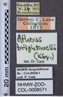 Etiketten zu Athous brightwelli (NHMW-ZOO-COL-0008571)